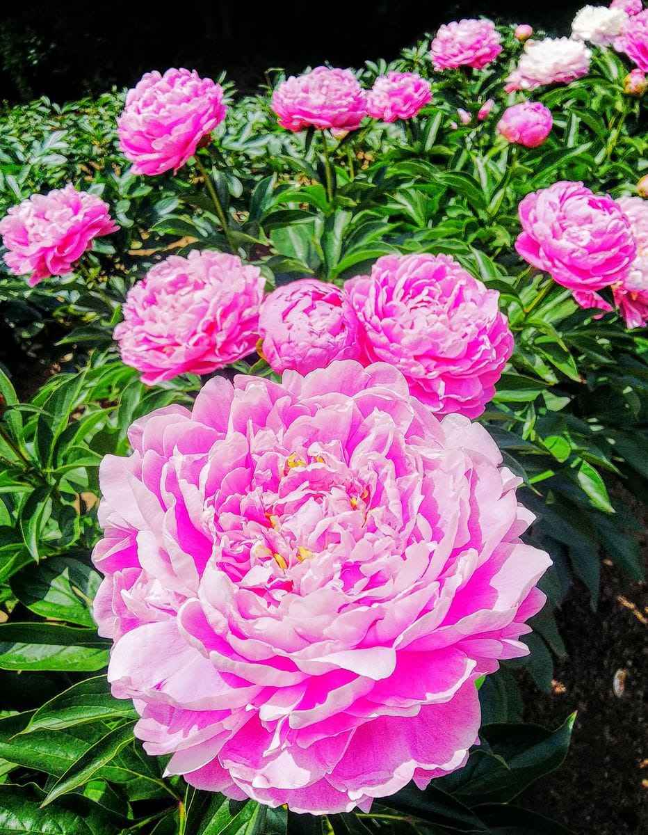 日比谷花壇大船フラワーセンターの芍薬①