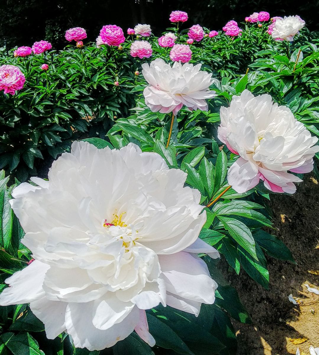 日比谷花壇大船フラワーセンターの芍薬②