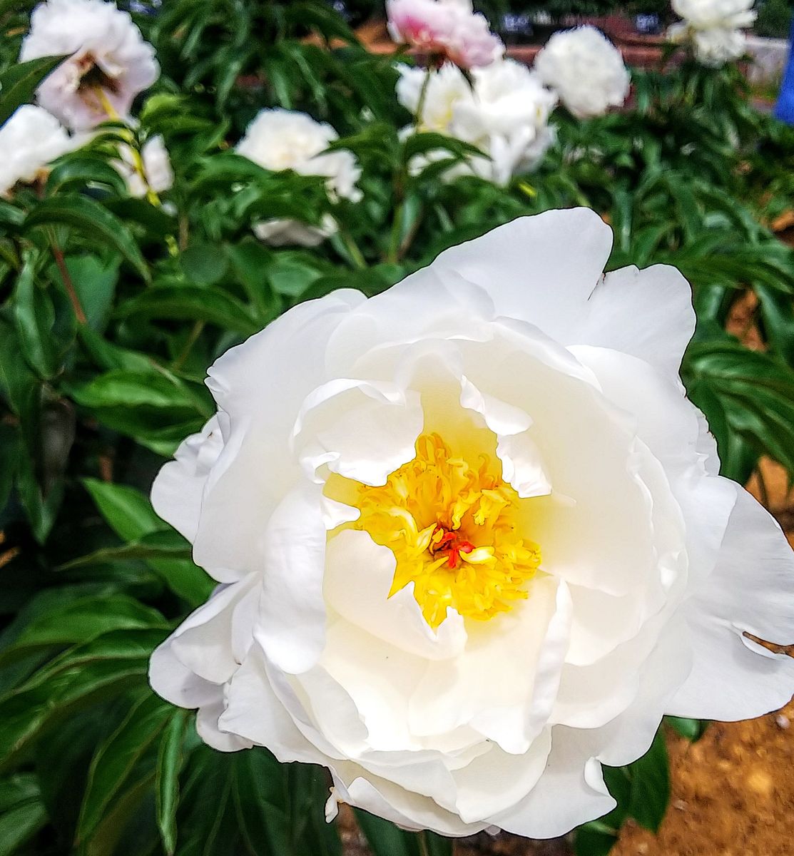 日比谷花壇大船フラワーセンターの芍薬②