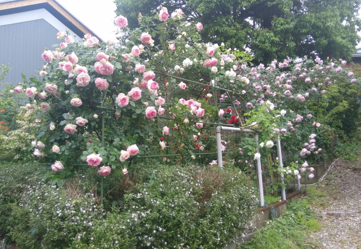 雨でワヤですわ💦