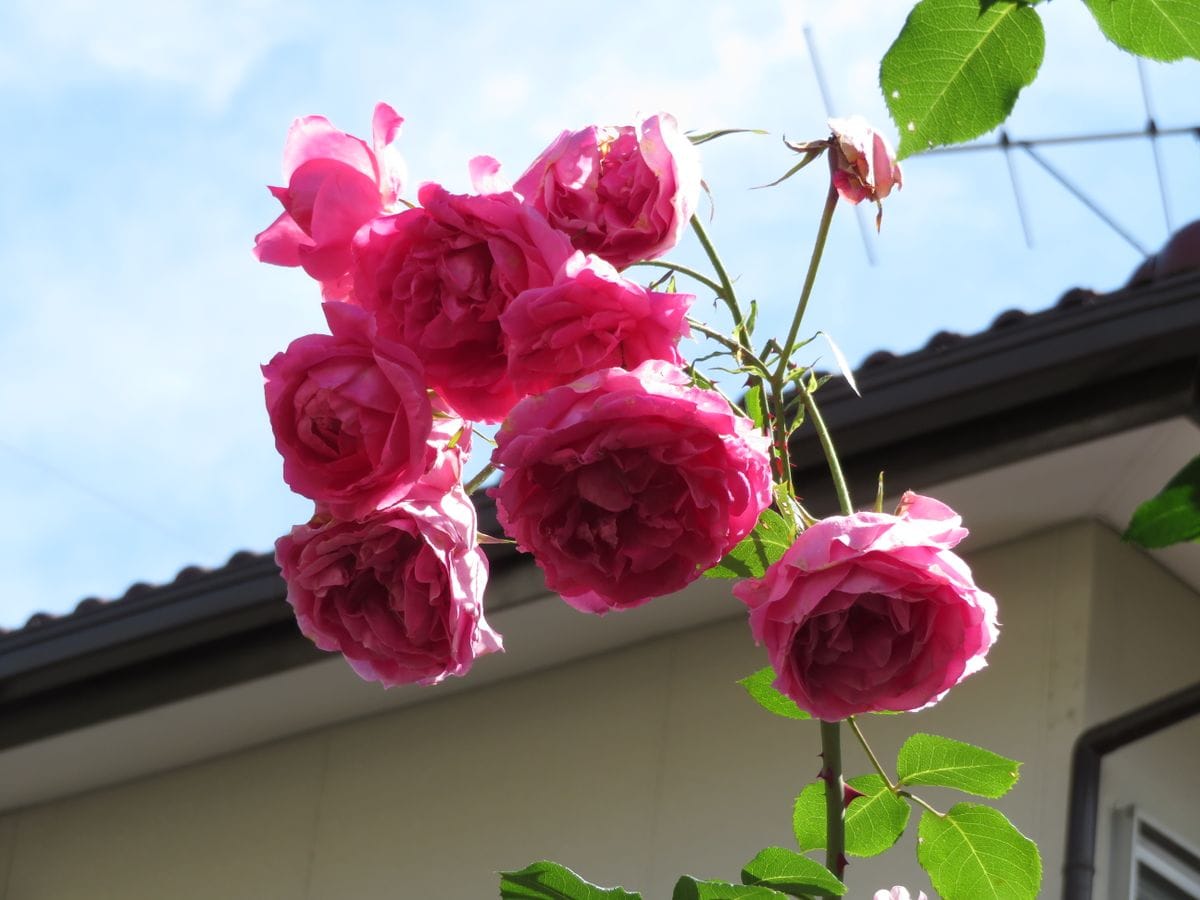 🌹今日のツルバラ🌹(その15)