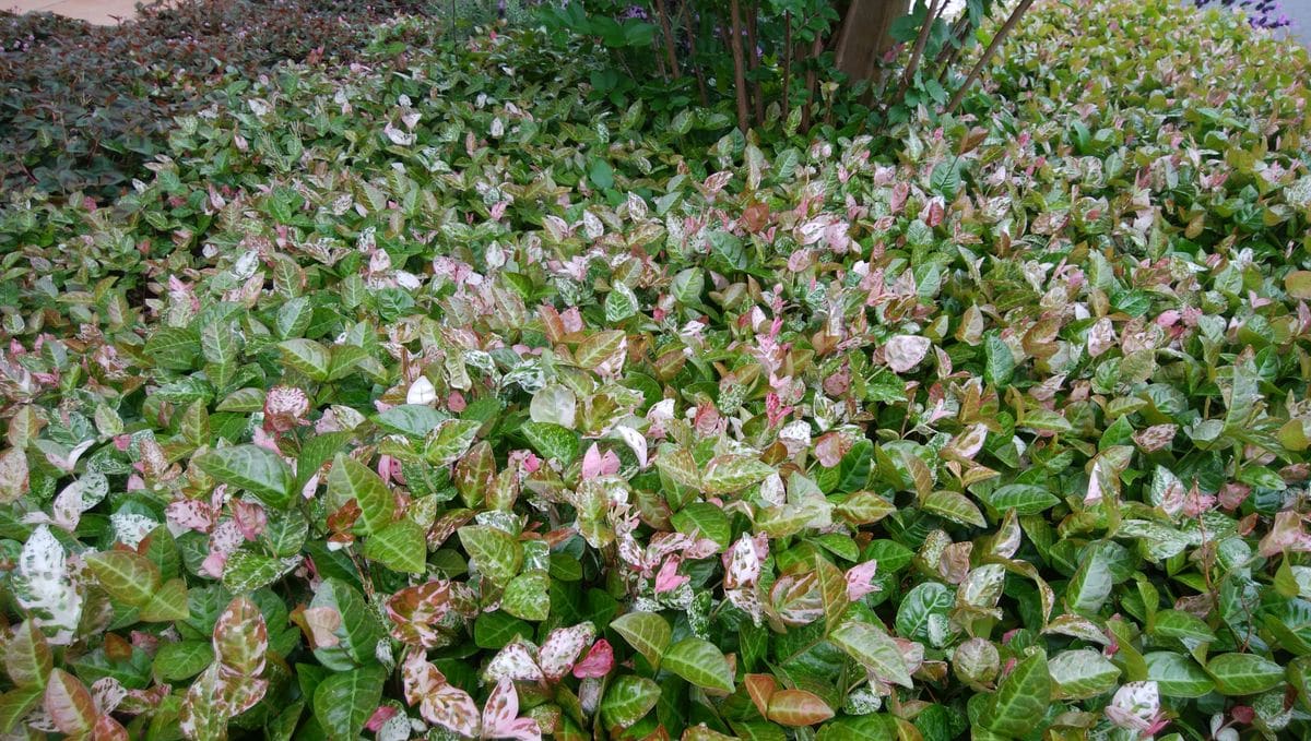 お庭のお花達④