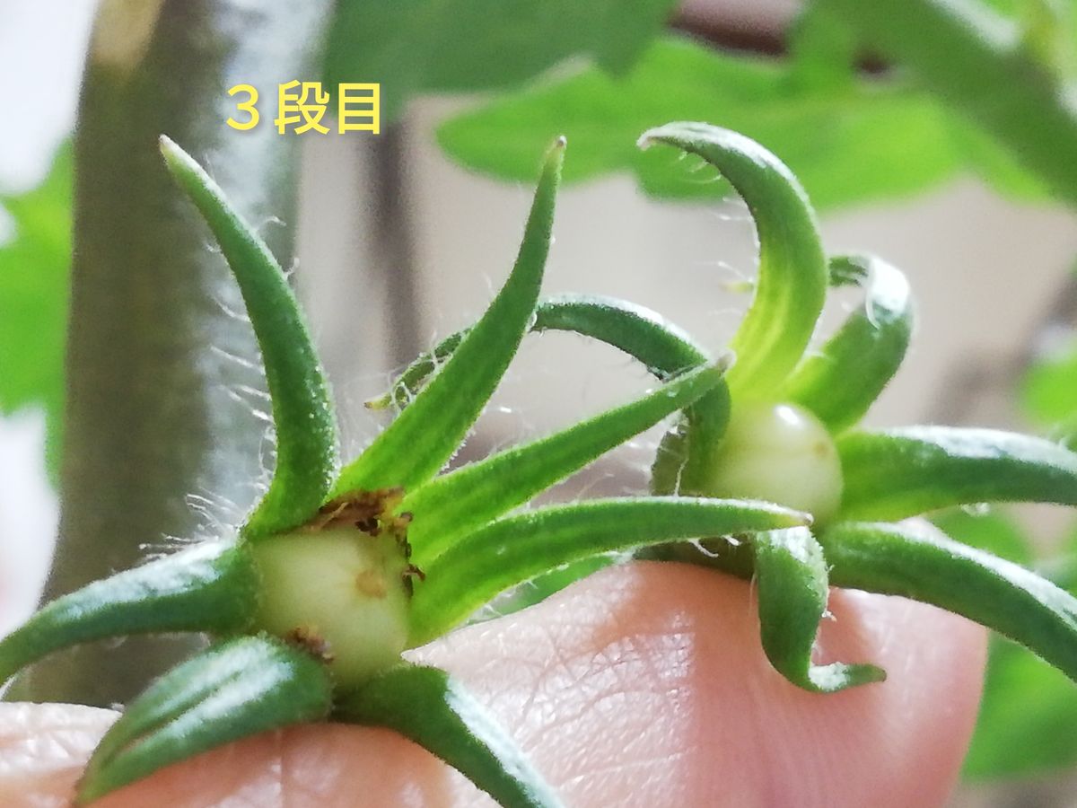 桃太郎/脇芽🍅の様子