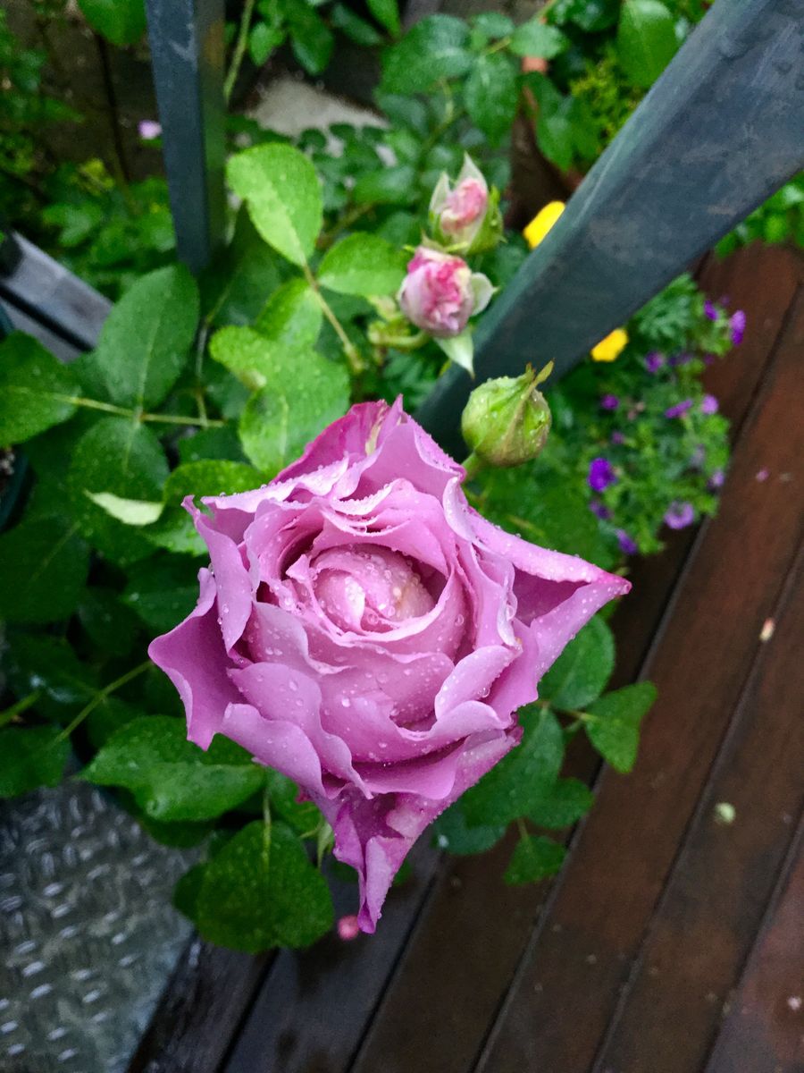 今日の薔薇🌹大雨でも開く！