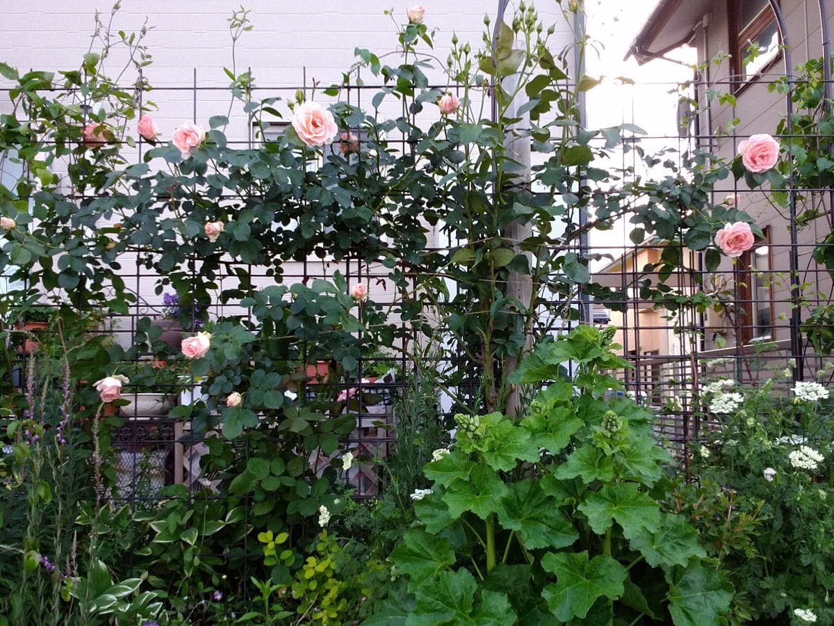 🌹🌿雨上がりの庭