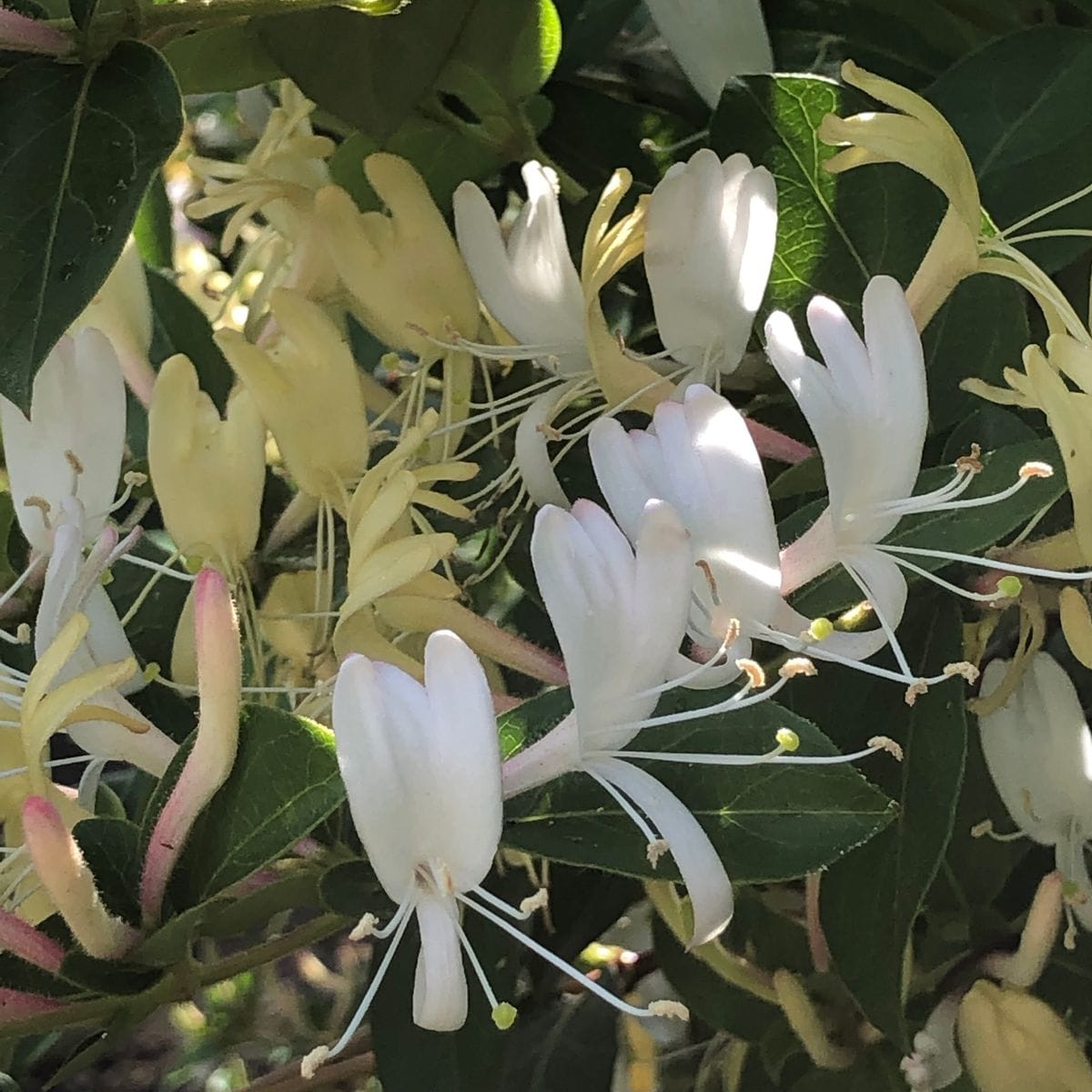 今朝の花