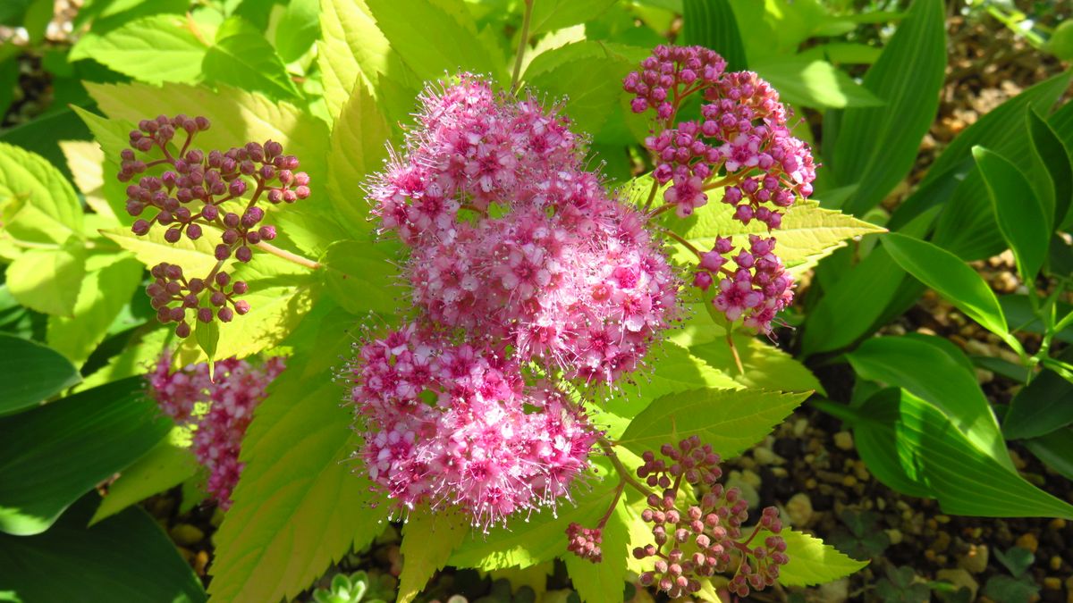 今 家で一番勢いのある🌸黄金下野