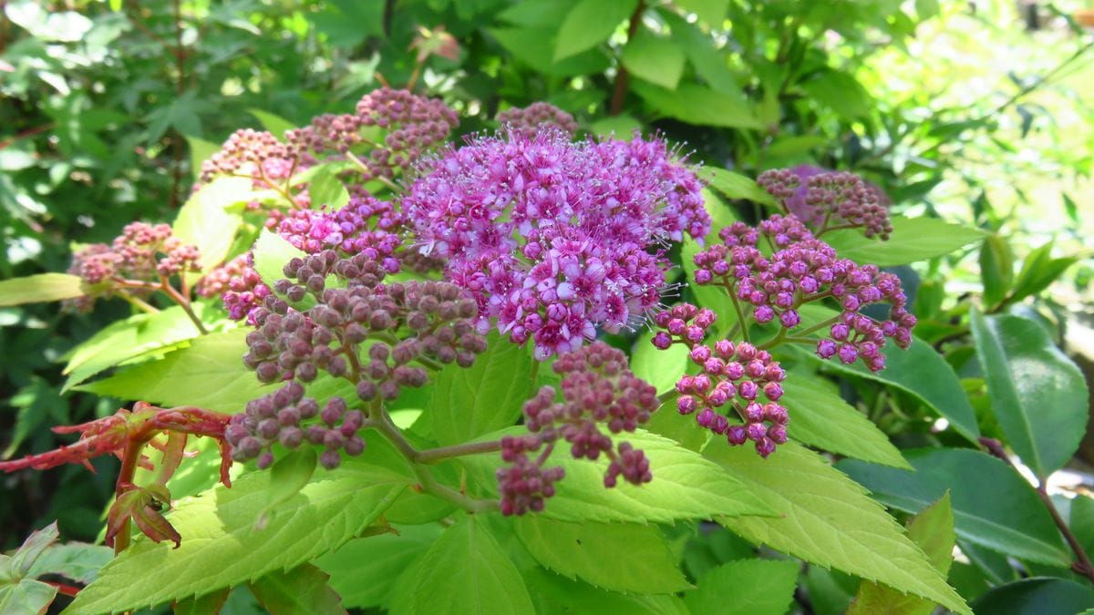 今 家で一番勢いのある🌸黄金下野