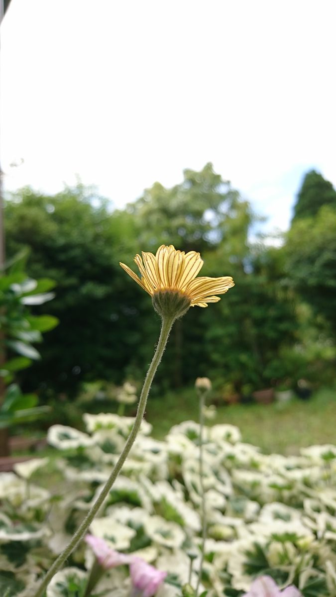 ガザニア咲いた😆🌼