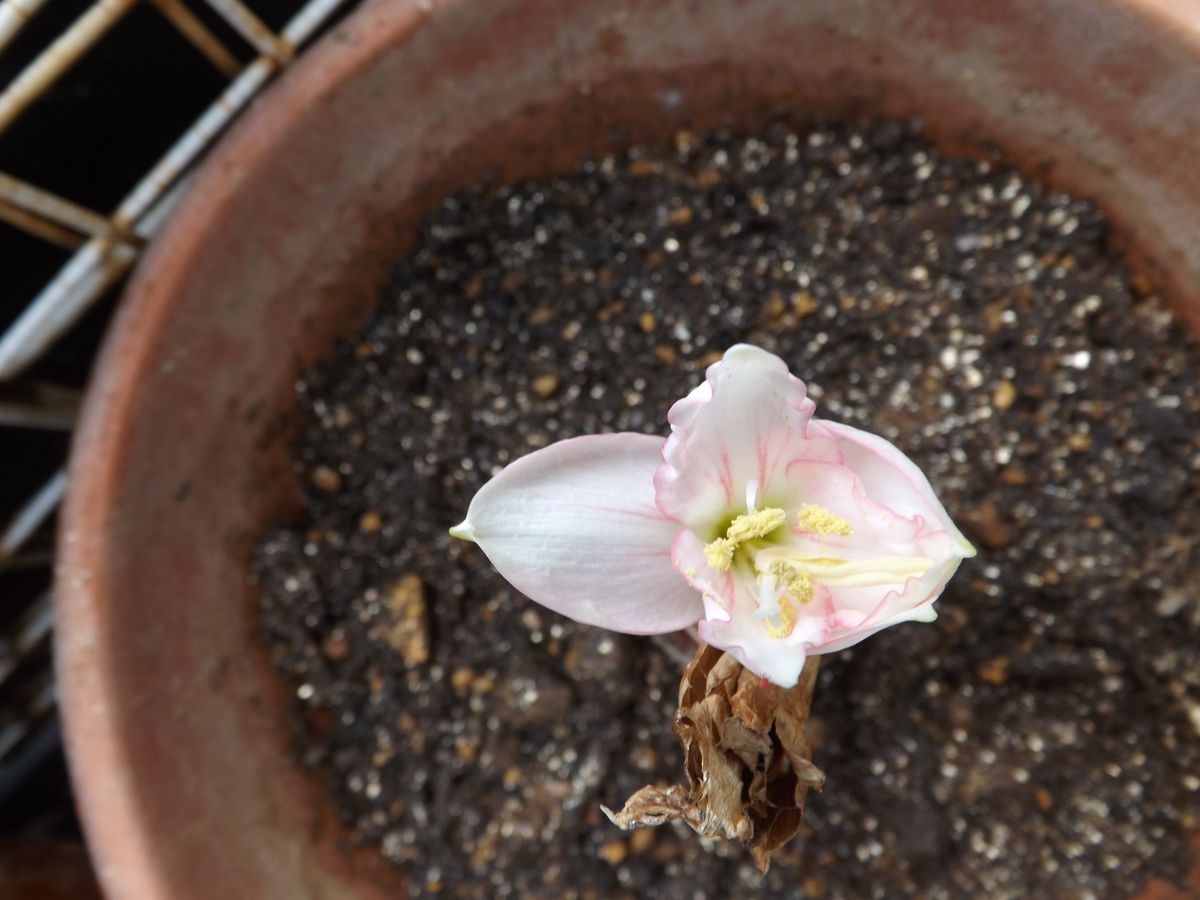 不可思議なアマリリスの花が咲きだしてます