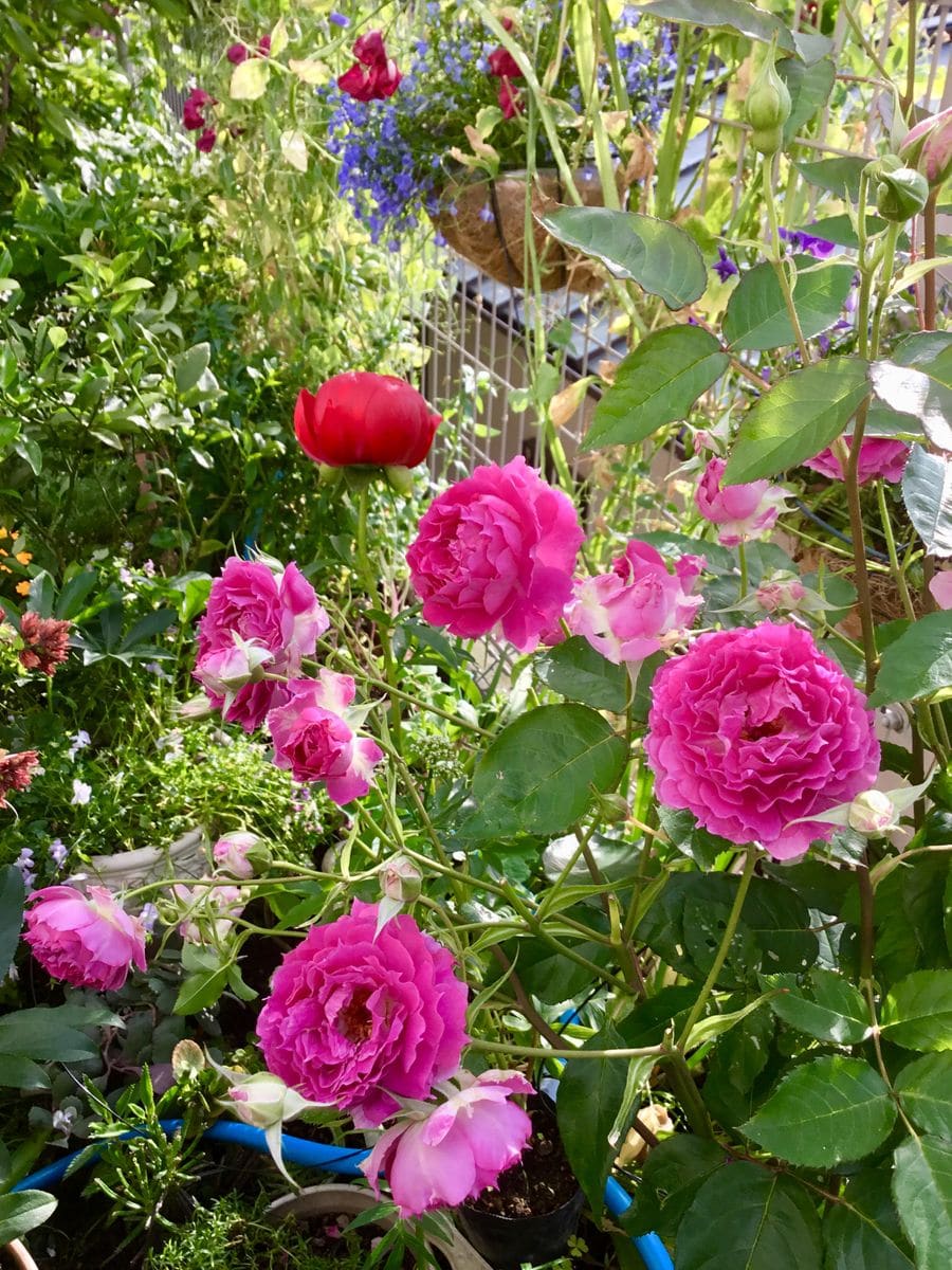 嵐の後の薔薇🌹