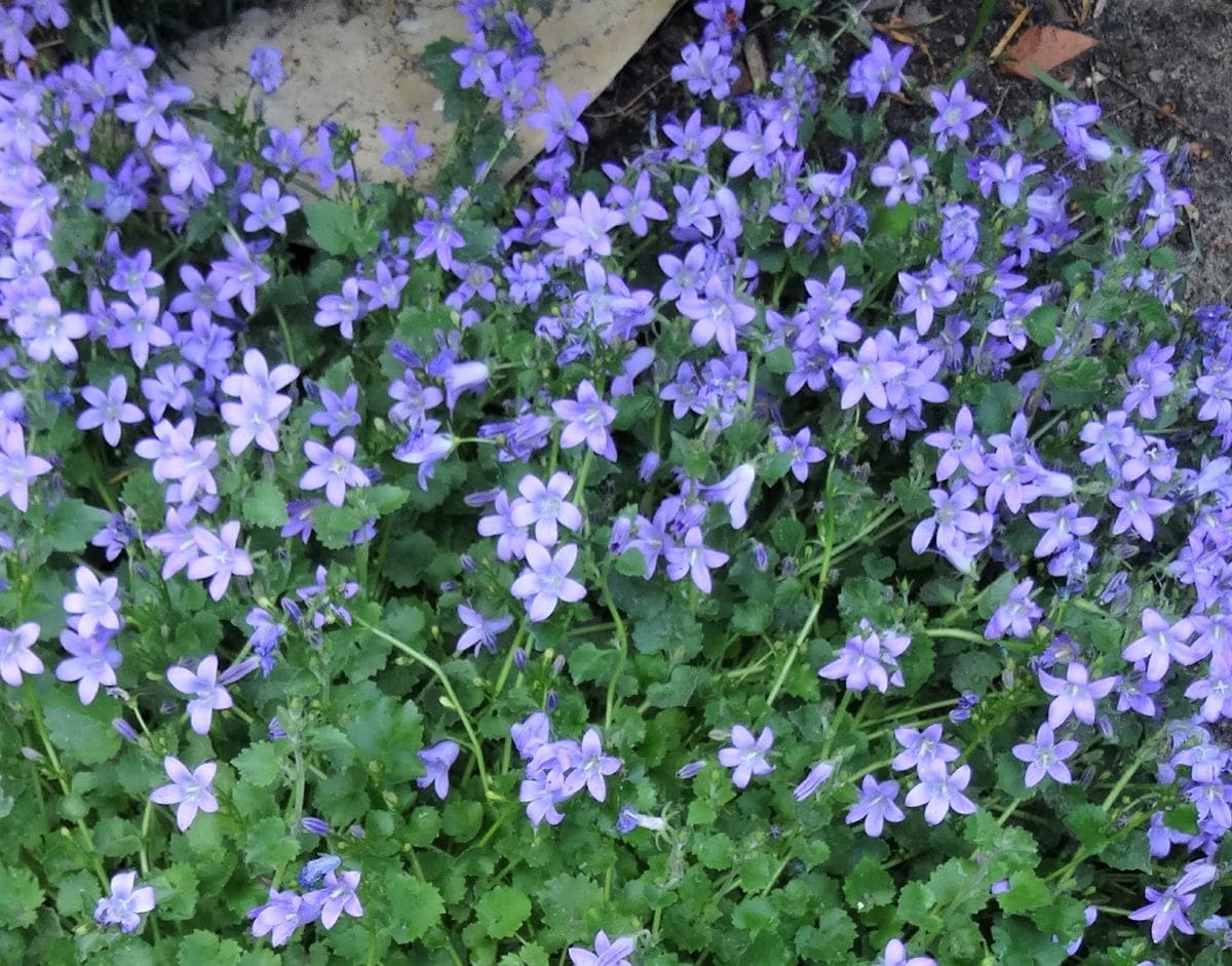 野草系の花