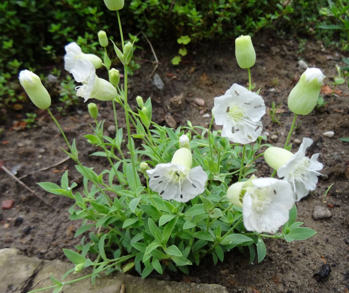 野草系の花