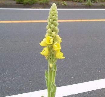 この花の名前は？