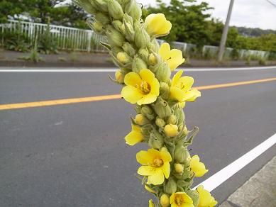 この花の名前は？