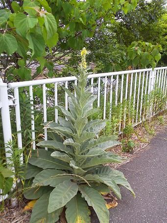 この花の名前は？