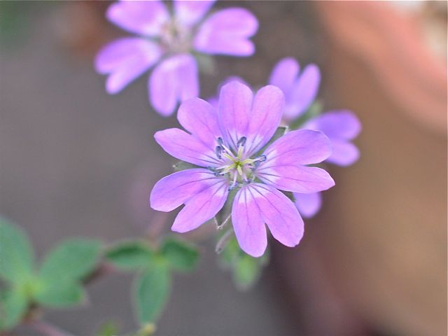 Geranium Pyrenaicum 'Bill Wallis