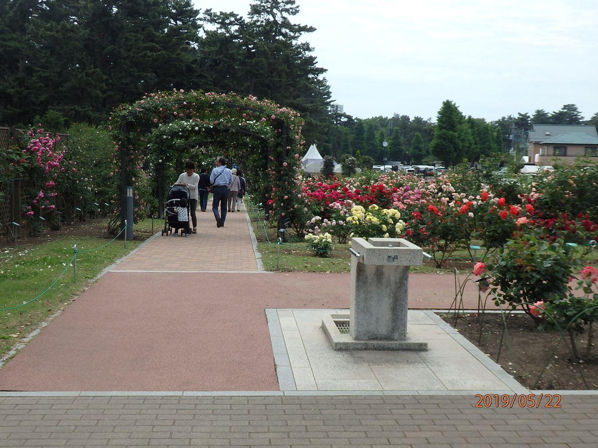 群馬の敷島公園バラ園に行ってきました①