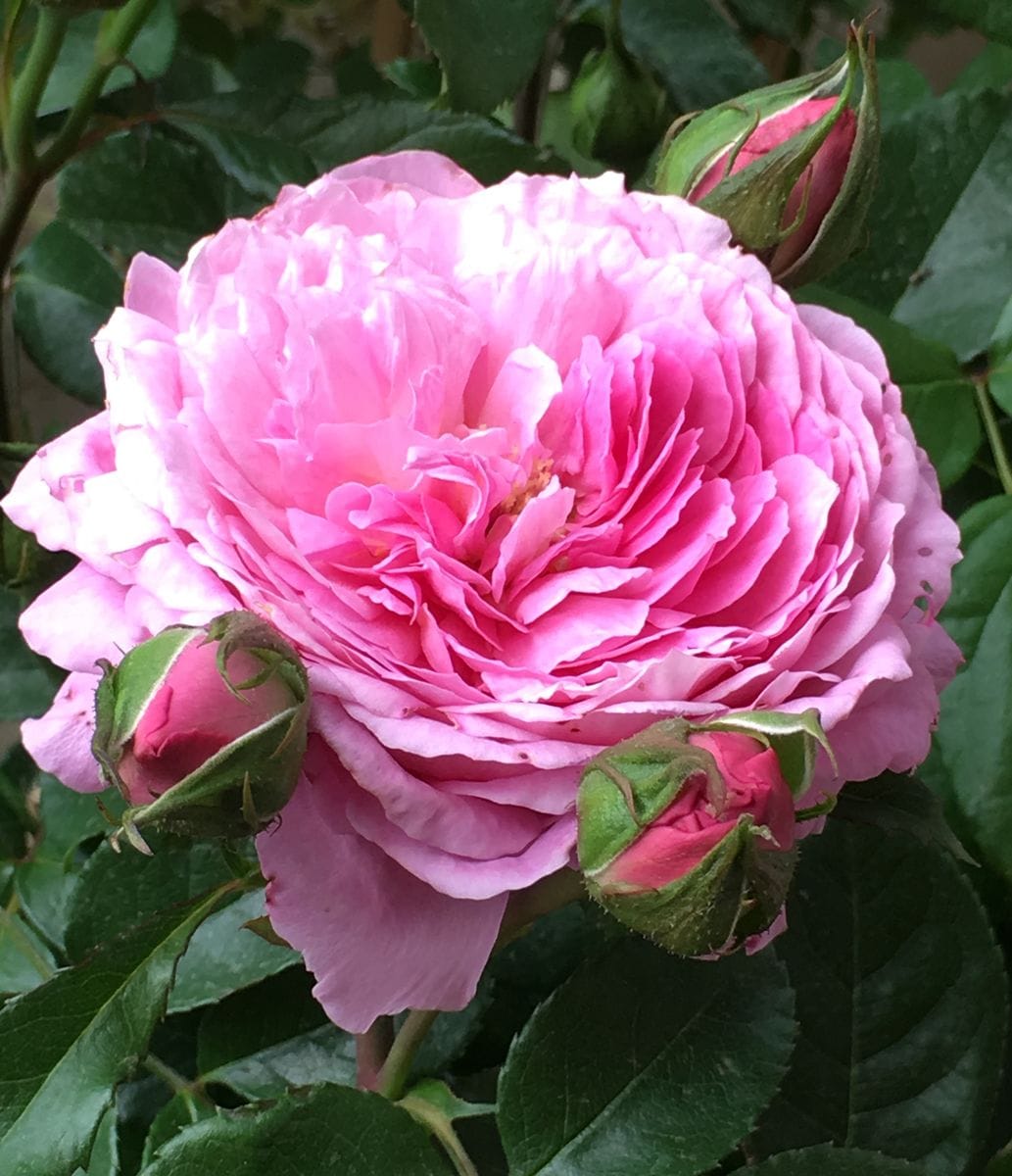 🌹香水の町のバラ