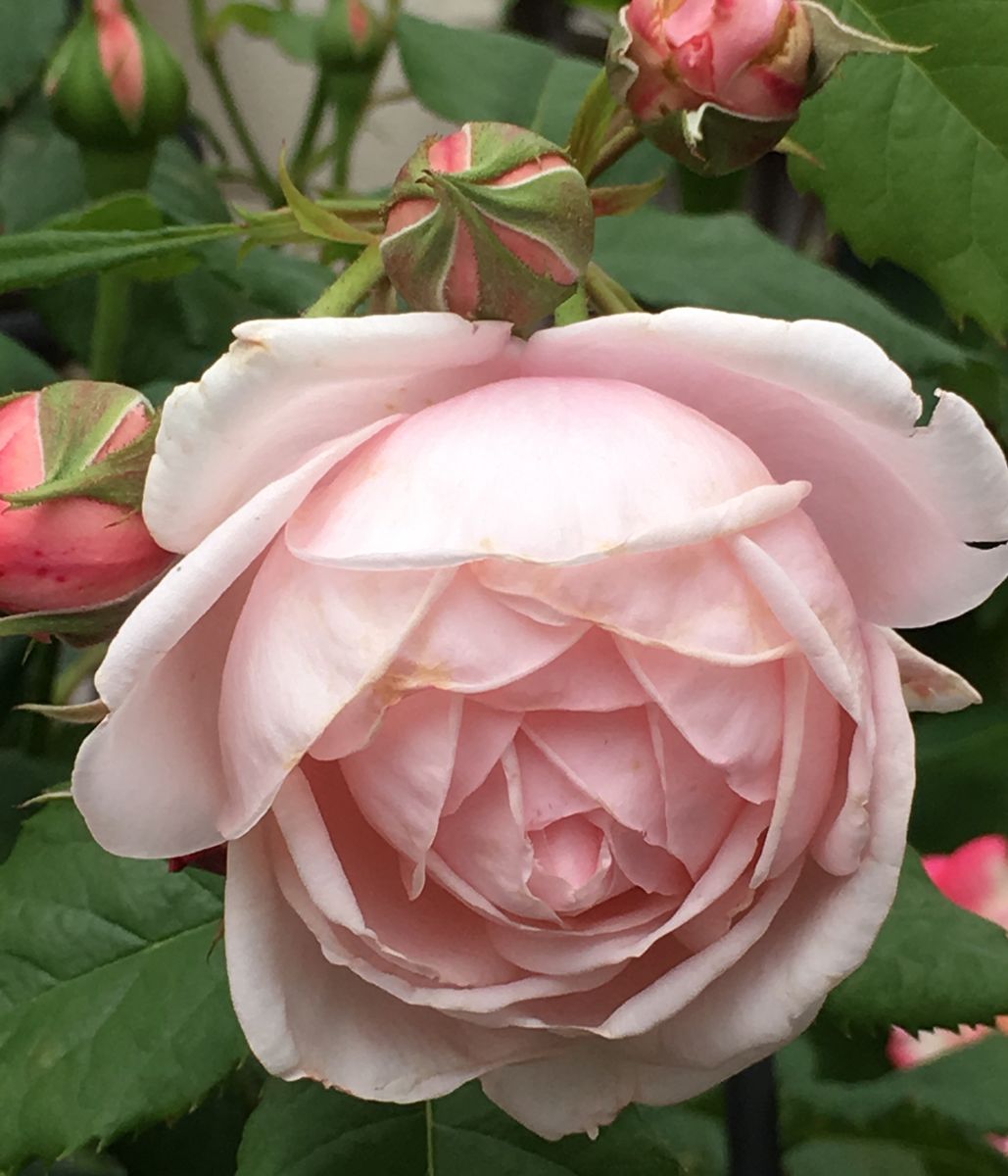 🌹香水の町のバラ