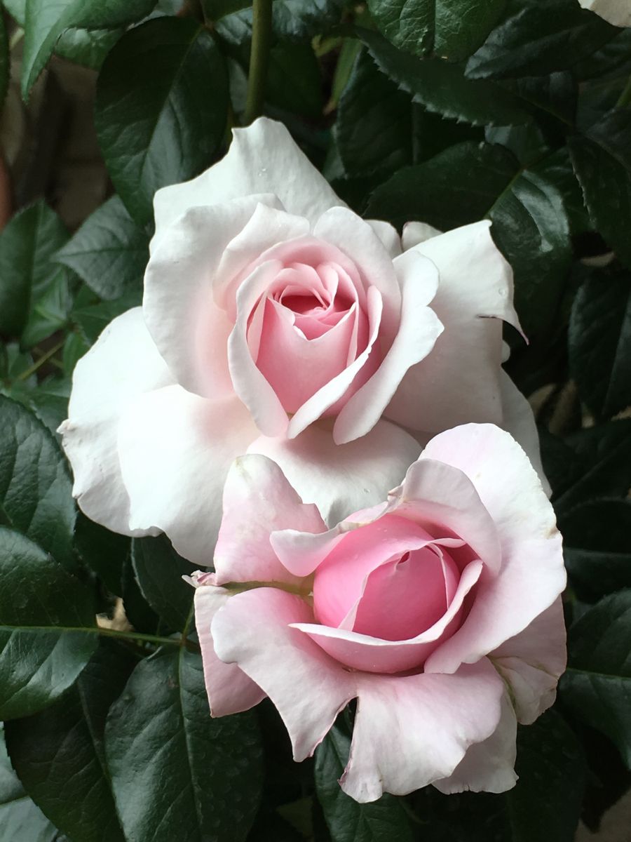 🌹香水の町のバラ