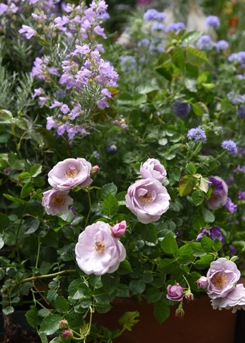 モチーフはブルーの花に似合います。