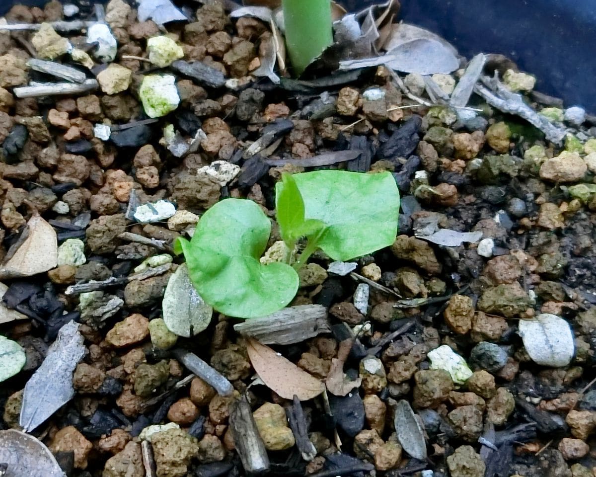 自力の芽生え？