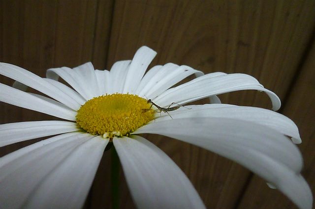 最初に咲いたユリは♪。