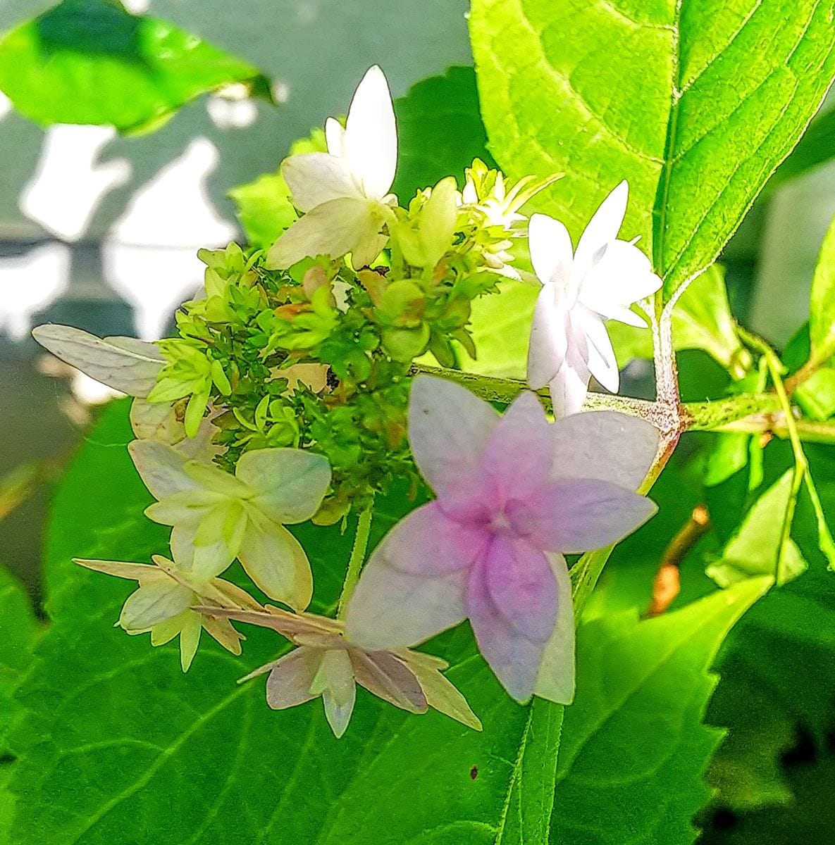 朝の山紫陽花