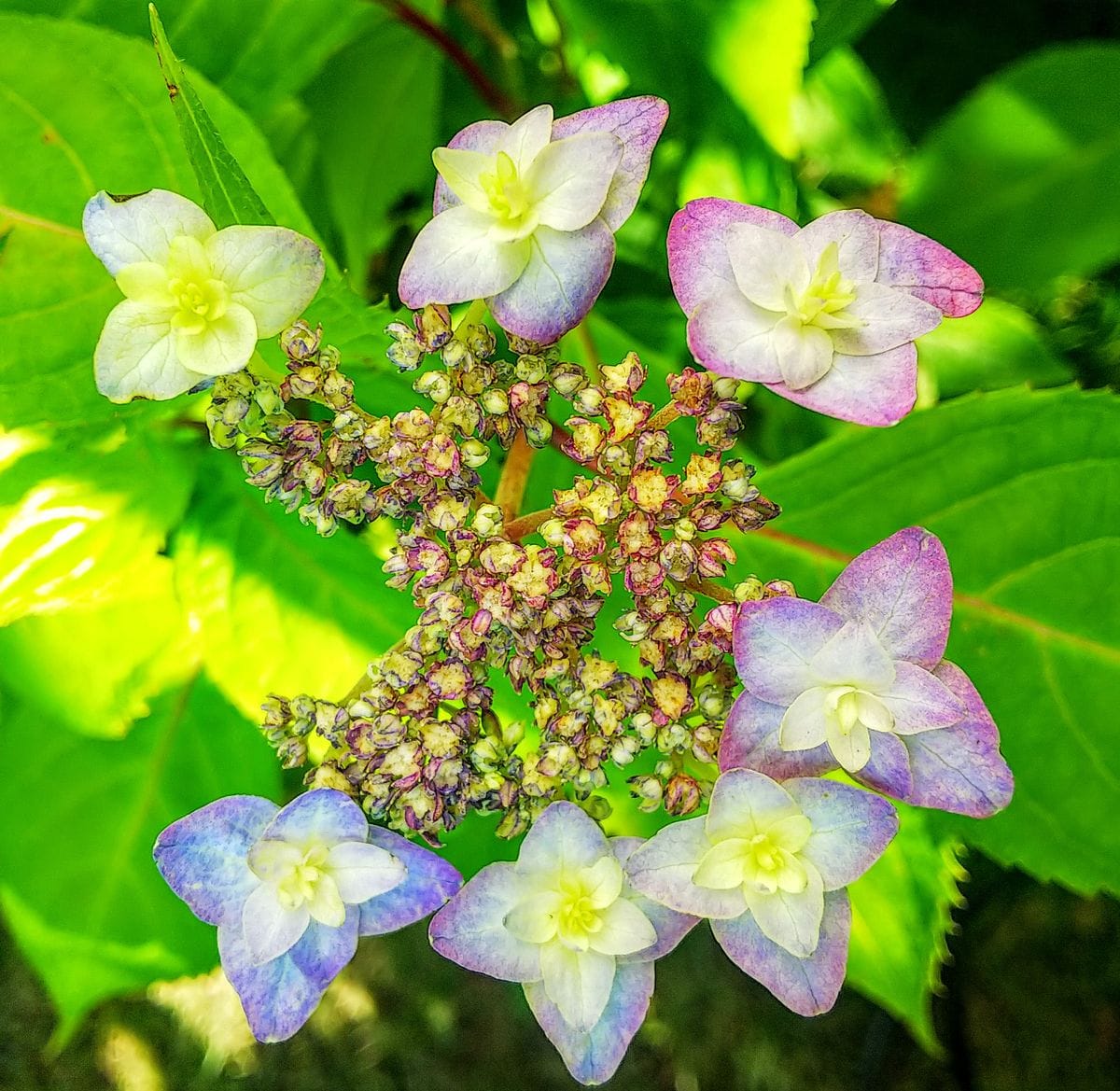 朝の山紫陽花