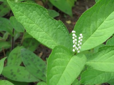 東京都薬用植物園(東京都小平市)