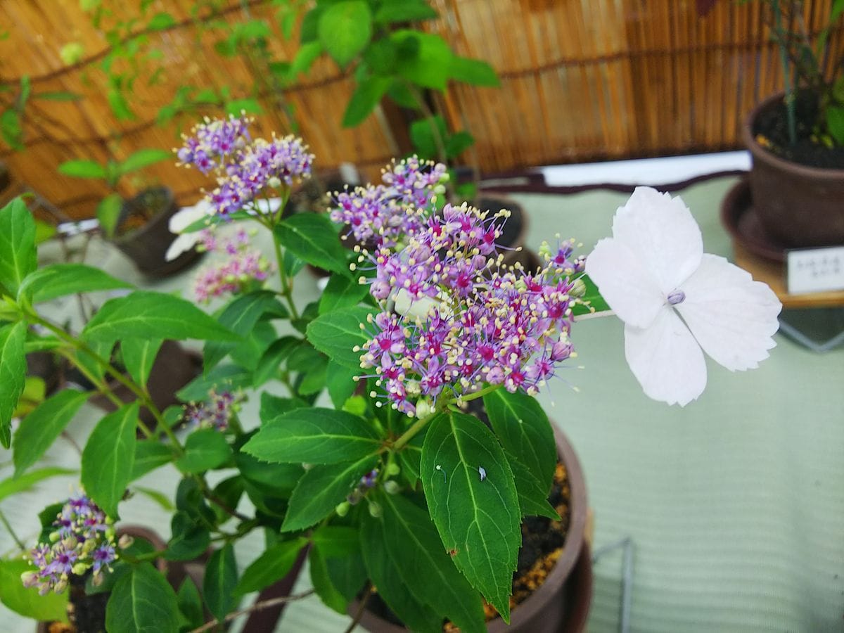 日比谷花壇大船フラワーセンターの山紫陽花展示