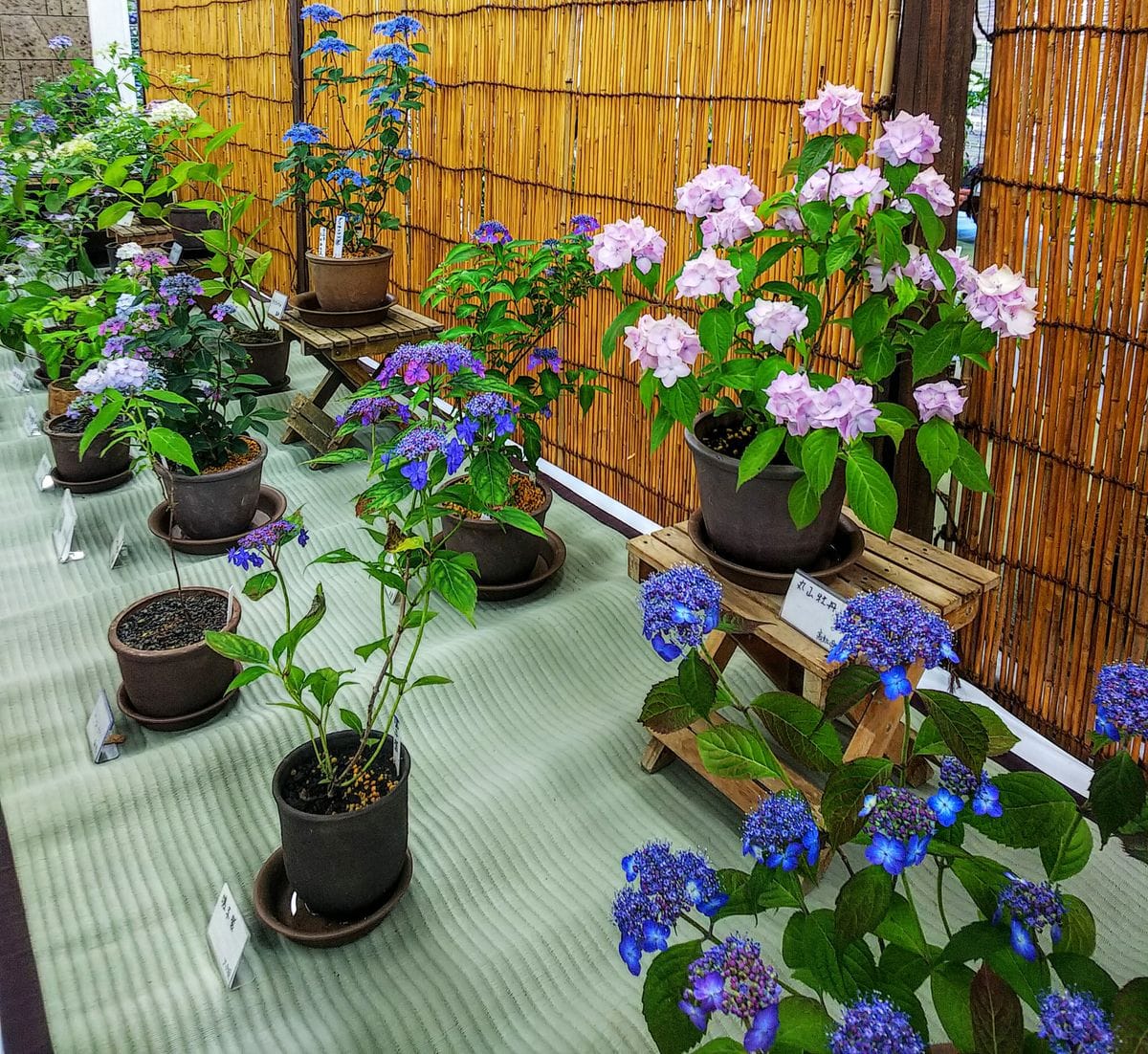 山紫陽花展示風景