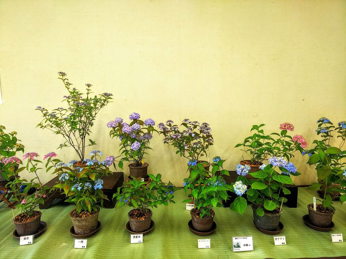 山紫陽花展示風景