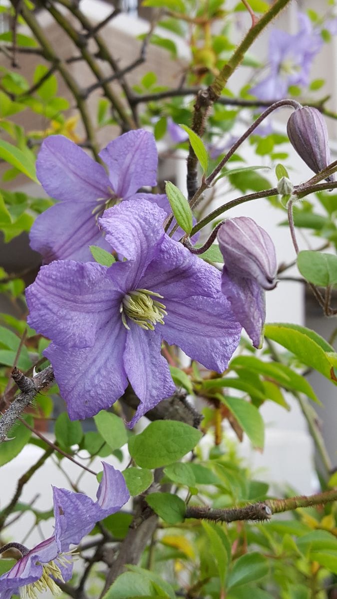 ふくおかルーバルガーデン2～庭便り❗青いクレマチスが花盛りを迎えて💠