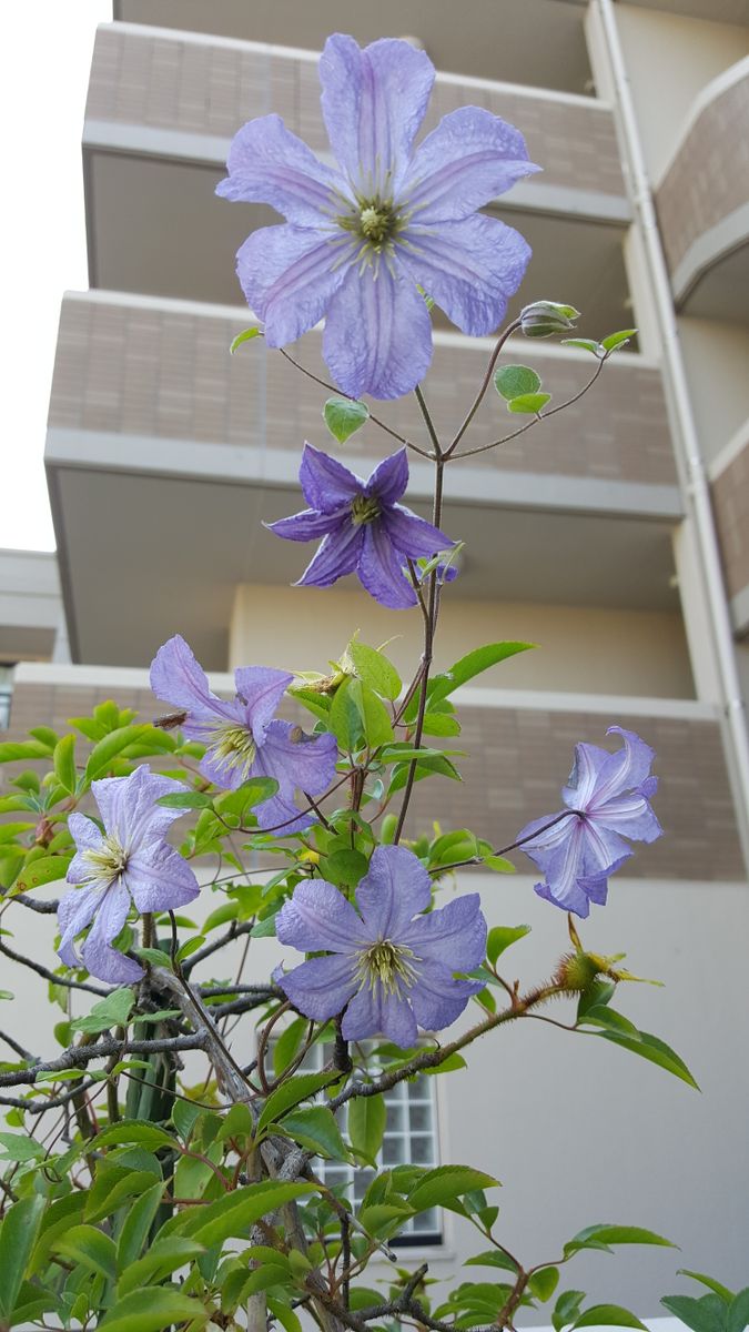 ふくおかルーバルガーデン2～庭便り❗青いクレマチスが花盛りを迎えて💠