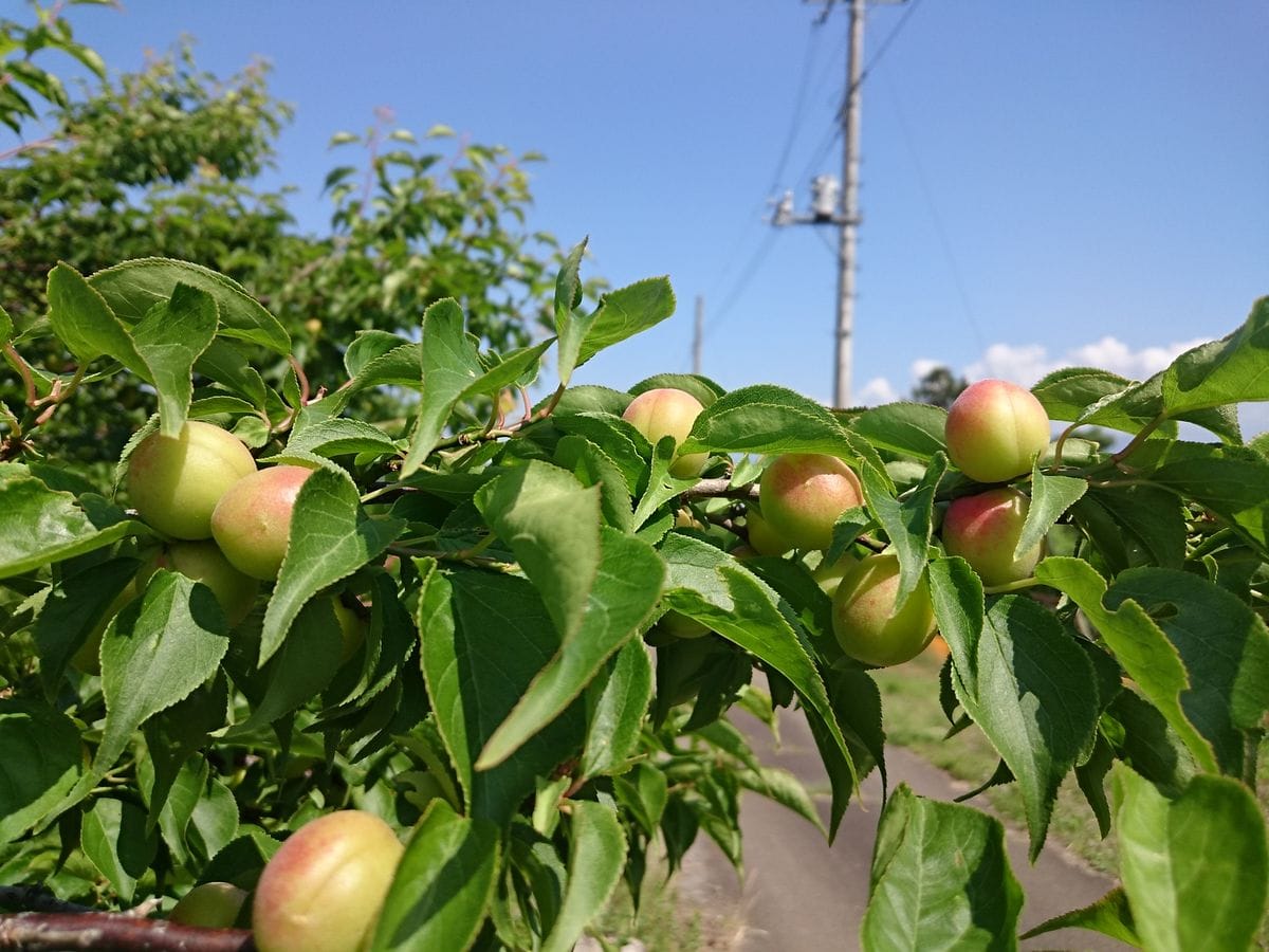 今年の梅