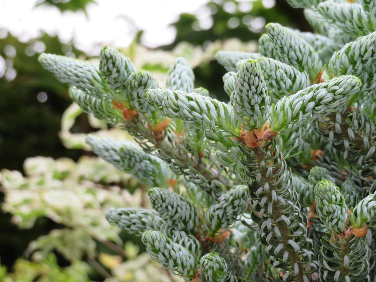 abies koreana Silvershow