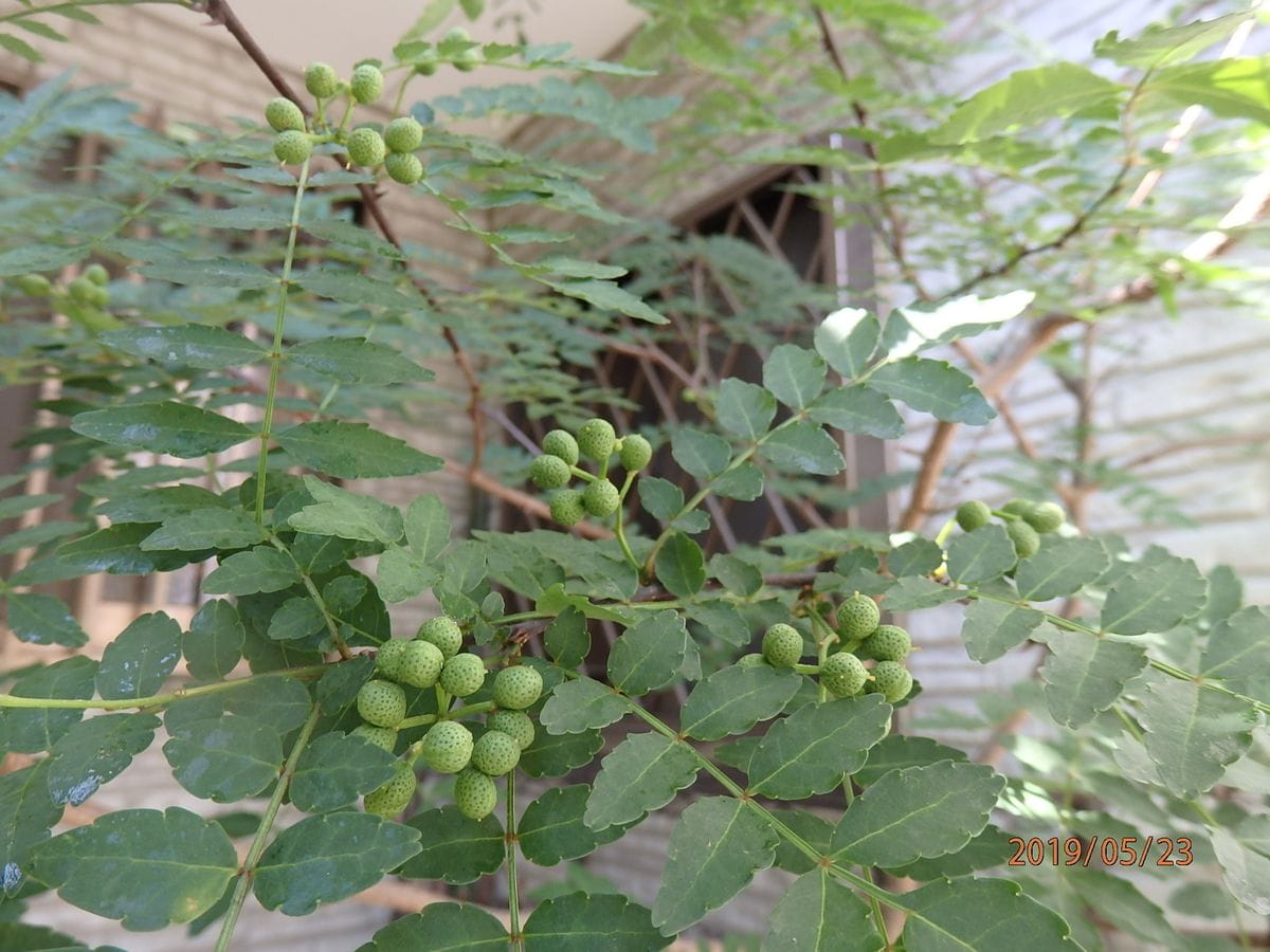 山椒の木・実・蝶の幼虫