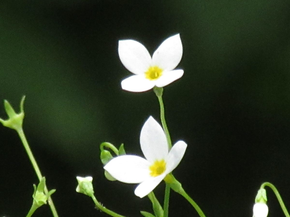 由愛(ゆめ)の花日記♪