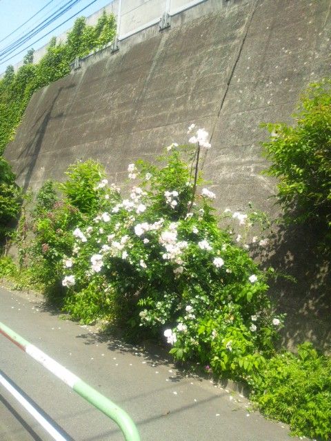 通勤途中の植物