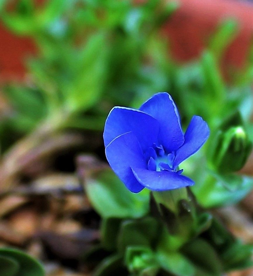 アルプスの花