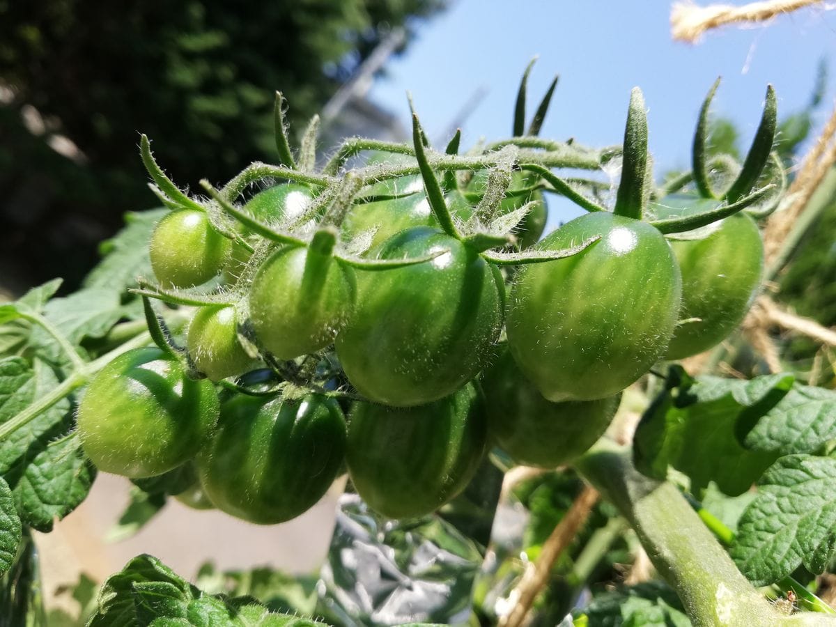 トマト達🍅の様子