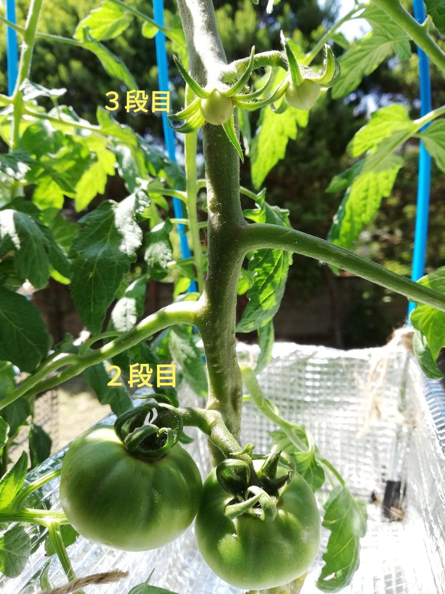 桃太郎/脇芽🍅の様子　と、オクラ♪♪