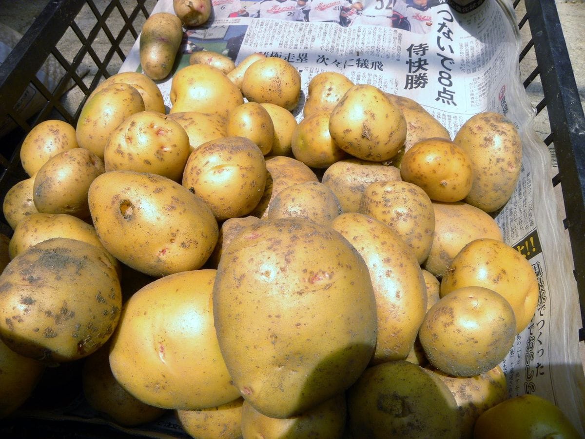 野菜の収穫・・