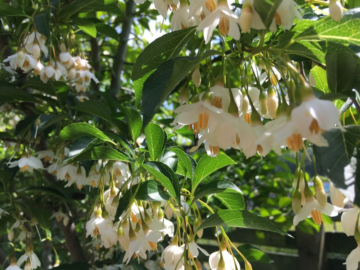 エゴノキの木陰より