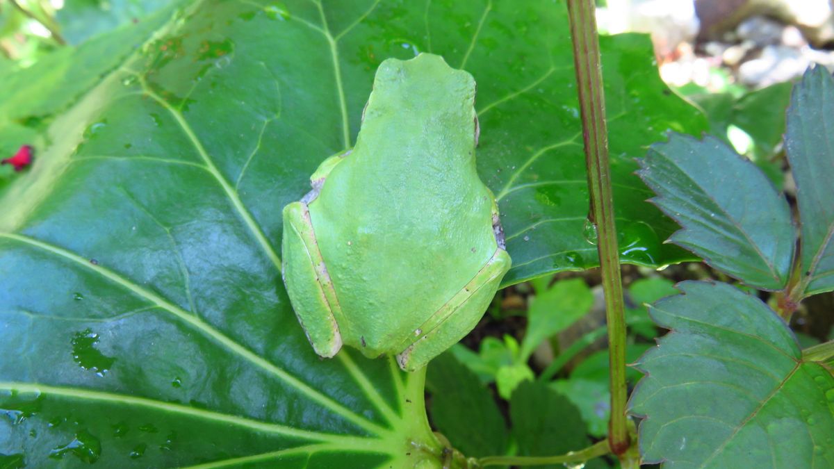 こんにちは～アマガエル君