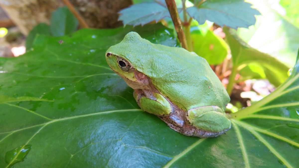 こんにちは～アマガエル君