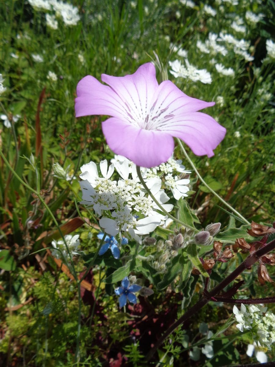 いろいろなお花たち