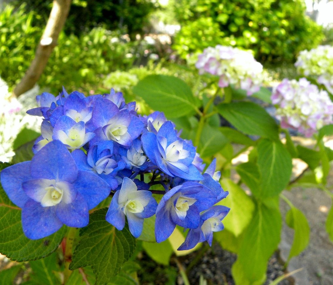 紫陽花にバトンタッチの庭・・・